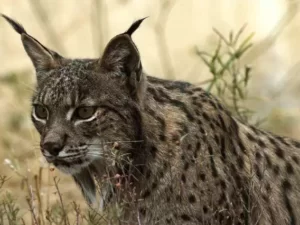 Excursión a Doñana desde Sevilla 2 días y 1 noche