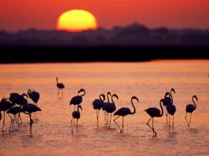Doñana en 2 días desde el Rocío | Aldea de El Rocío y Doñana Incluido