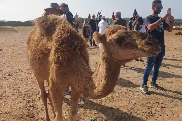 Excursion a tanger marruecos desde tarifa cadiz En esta excursion a Tanger desde Tarifa visitaremos esta multicultural ciudad y sus alrededores ademas de degustar de la gastronomia tipica marroqui