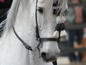 Paseo en Coche de Caballos por Sevilla
