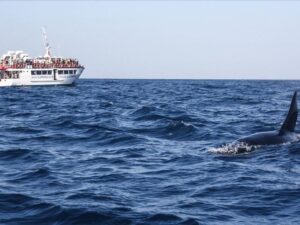 Avistamiento de delfines en Gibraltar | Explora el Estrecho de Gibraltar