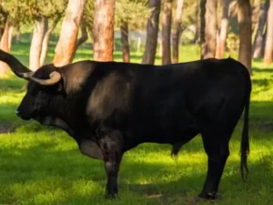 Excursión a ganadería Toros Bravos desde Sevilla